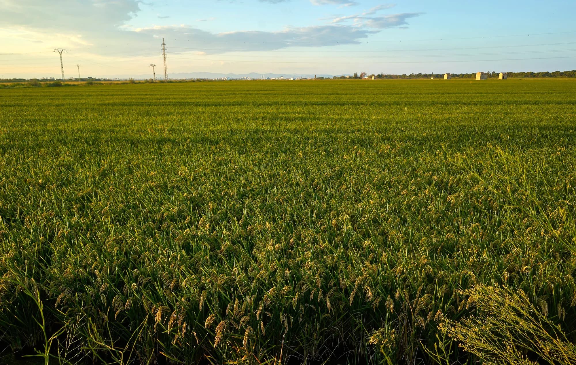 Green Crop Field Background