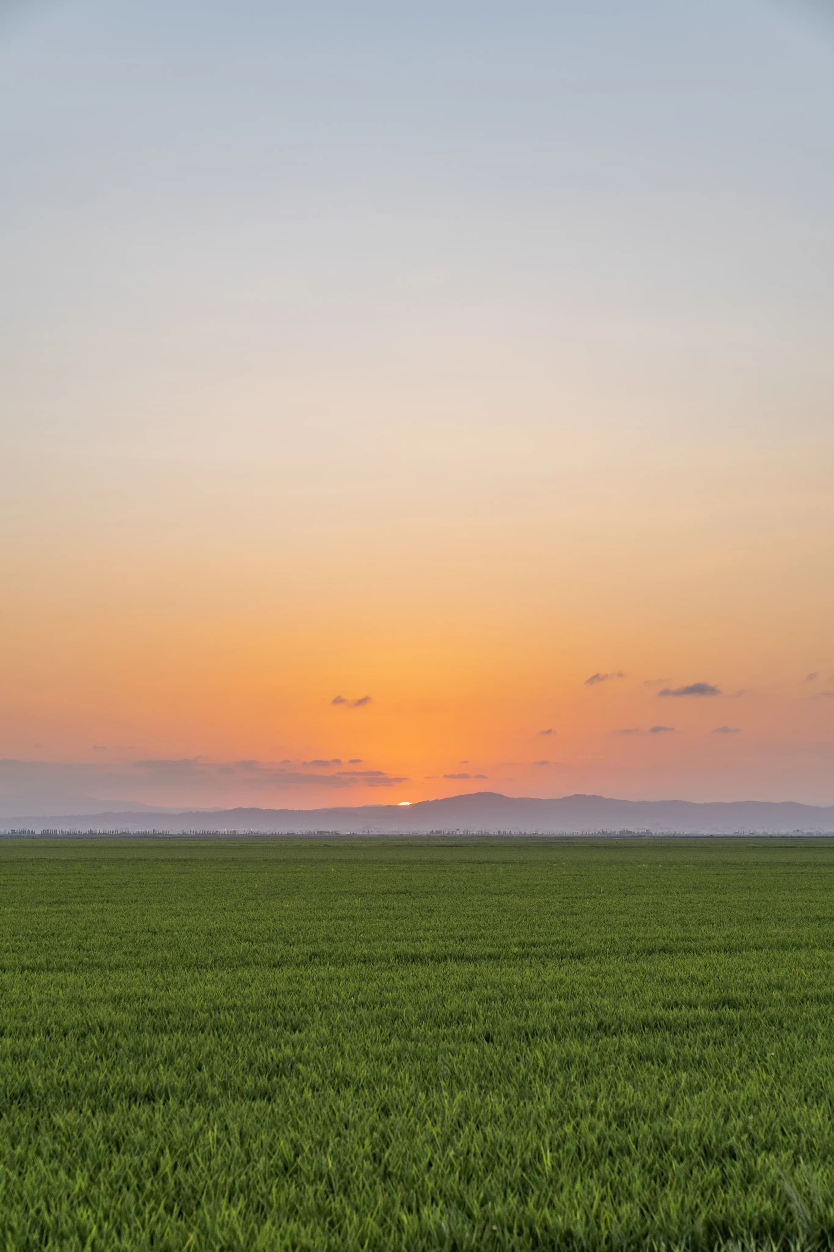 Sunset Crop Field